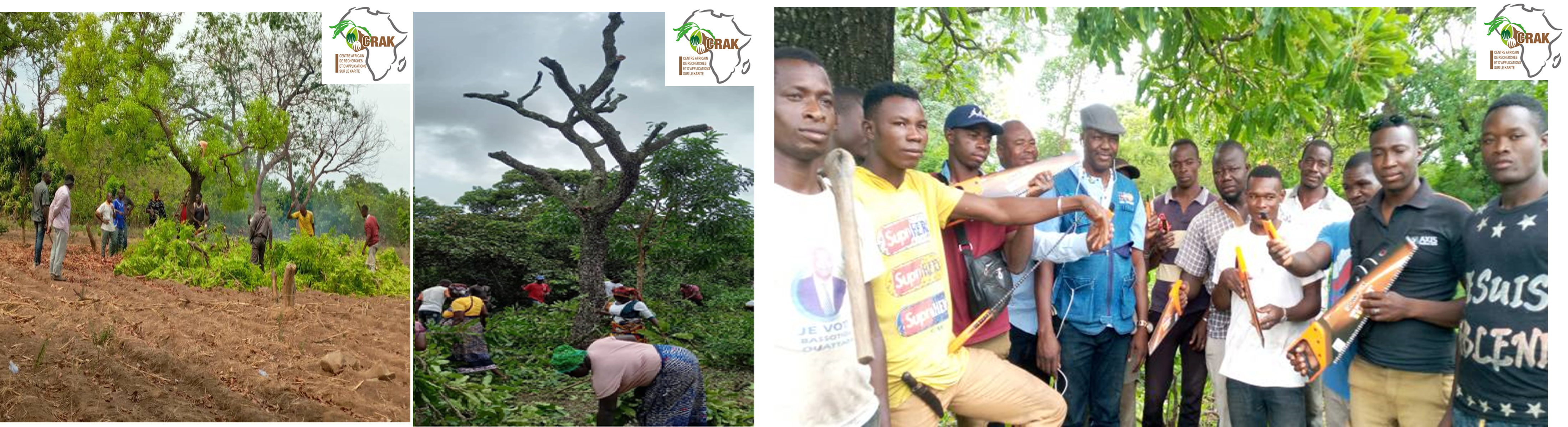 Gestion et restoration des parcs à karité dégradés